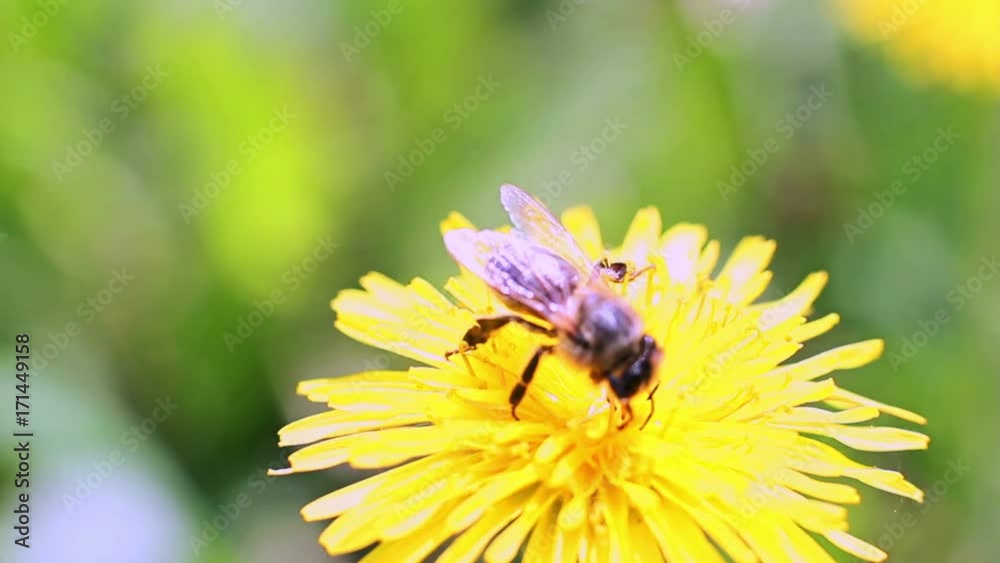 Bee Collects Nectar In The Dandelions Bee Collects Nectar In The Dandelions