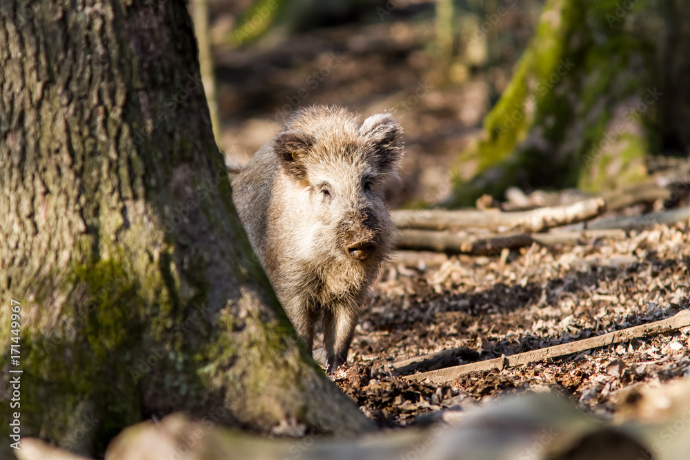 Wild Boar (sus scrofa scrofa) in the forest among trees - wild boar enclosure, Germany Wild Boar (sus scrofa scrofa) in the forest among trees - wild boar enclosure, Germany