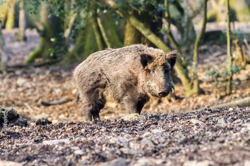 Wild Boar (sus scrofa scrofa) in the forest among trees - wild boar enclosure, Germany