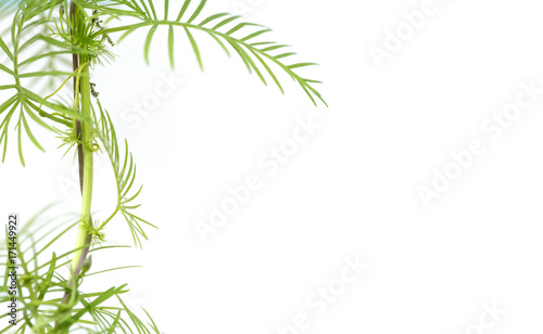 Green background, nature plant, summer concept.