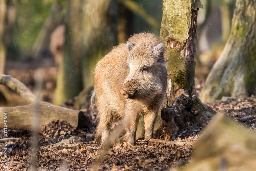 Naklejka premium Wild Boar (sus scrofa scrofa) in the forest among trees - wild boar enclosure, Germany