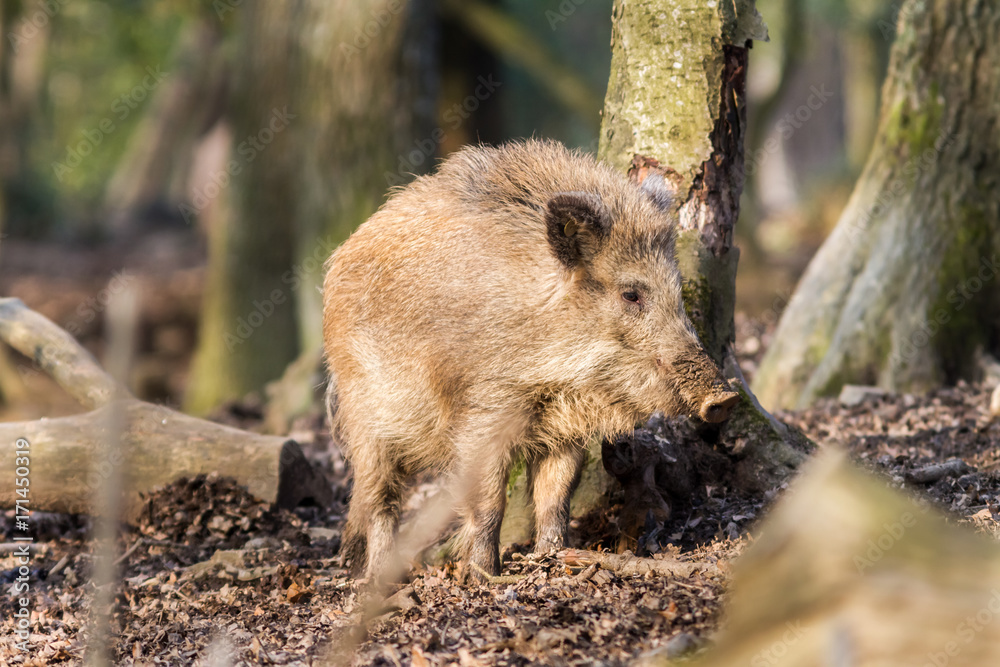 Wild Boar (sus scrofa scrofa) in the forest among trees - wild boar enclosure, Germany Wild Boar (sus scrofa scrofa) in the forest among trees - wild boar enclosure, Germany