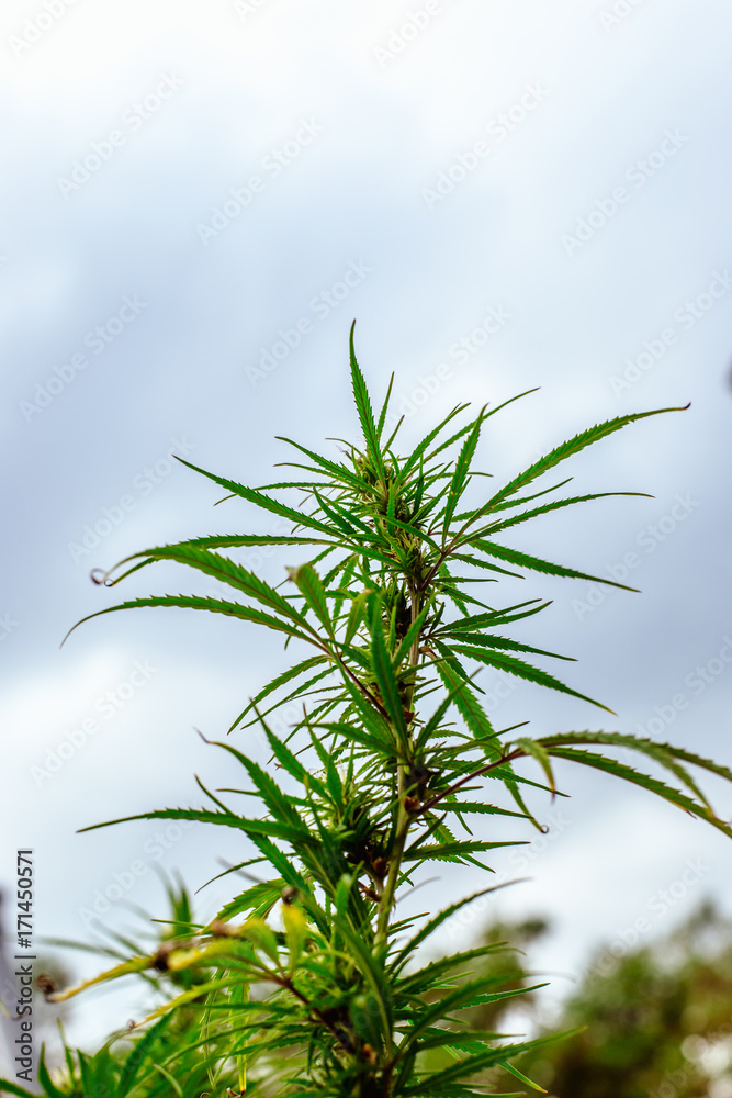 Marijuana plant on a background of dark sky