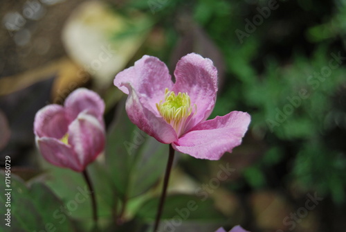 Clematis, Waldrebe - rosa Blüten