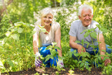 Happy healthy seniors gardening

