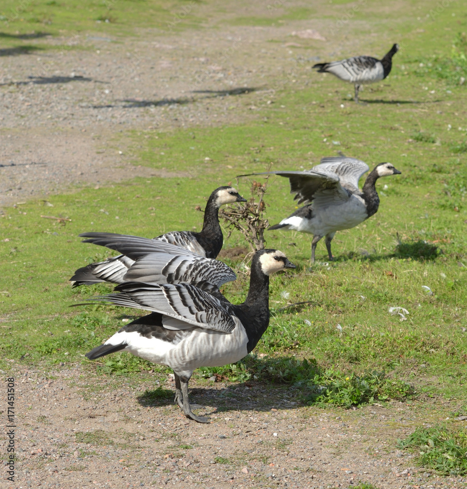 Flock of Barnacle geese (Branta leucopsis) feeding at Helsinki, Finland Flock of Barnacle geese (Branta leucopsis) feeding at Helsinki, Finland
