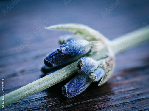 Lavender flower closeup