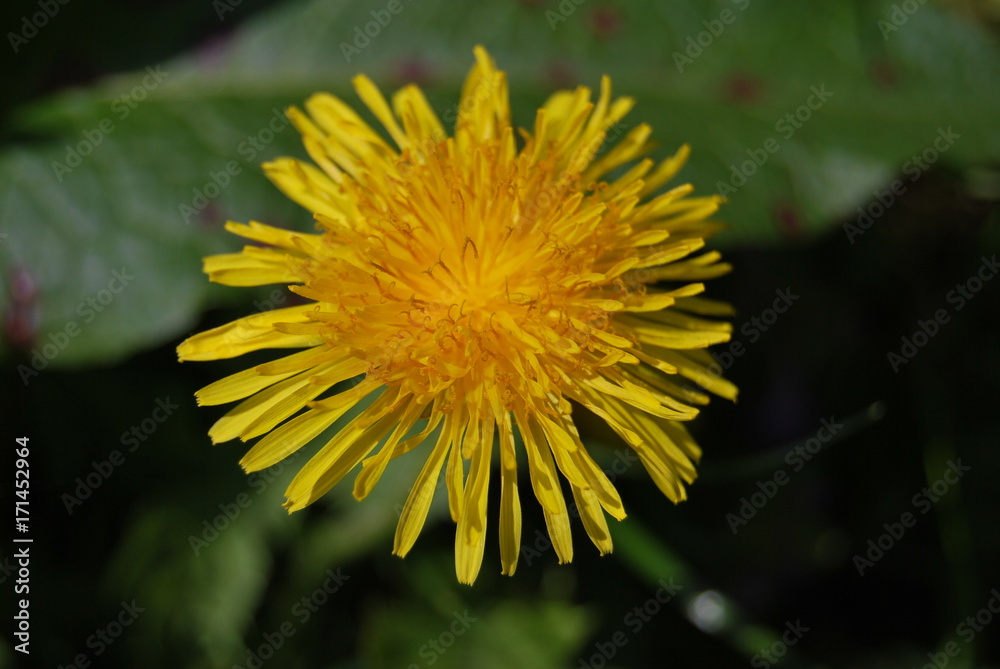 Löwenzahn (Taraxacum sect. Ruderalia) - gelbe Blüte Löwenzahn (Taraxacum sect. Ruderalia) - gelbe Blüte