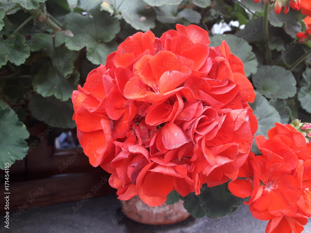 Precioso Geranio Rojo, Flor caracteristica que se encuentra en muchos  patios andaluces. foto de Stock | Adobe Stock