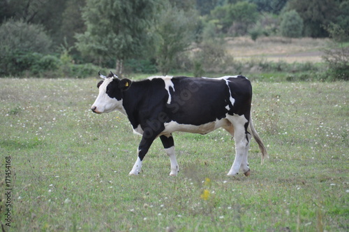 krowa 3
