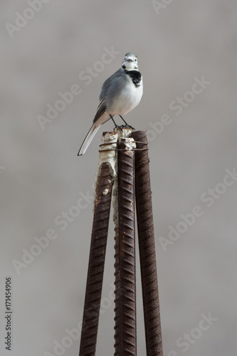 White wagtail