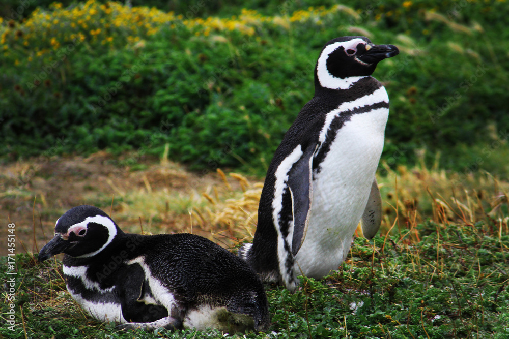 Obraz premium Penguin, Falkland Island