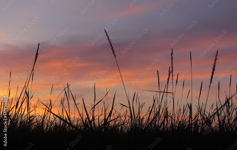 Field grass on bright sunset background