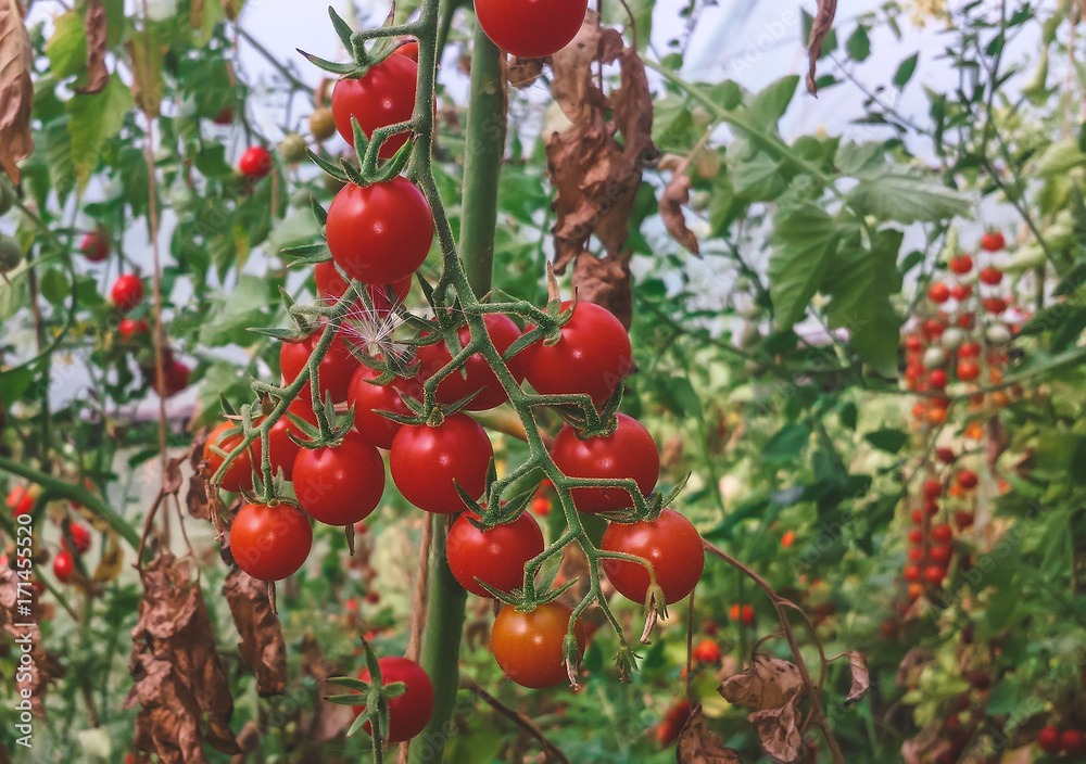 a bunch of cherry tomatoes on a plant in a greenhouse