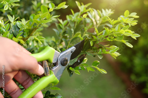 pruning green plants with pruning shears in garden