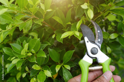 pruning green plants with pruning shears in garden