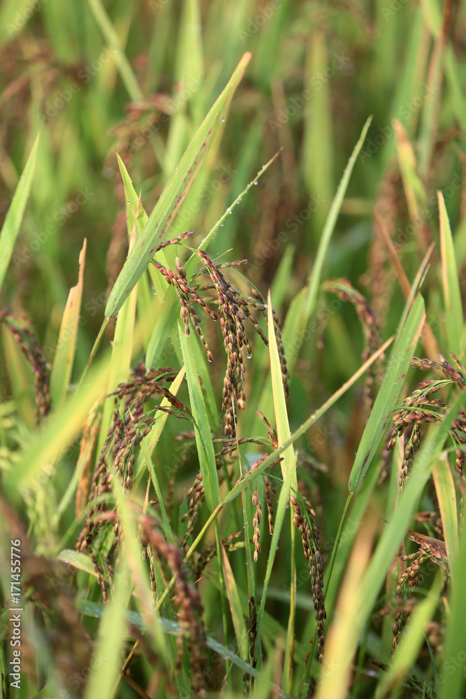 Agriculture. Close up of rice growing in a paddy field. Agriculture. Close up of rice growing in a paddy field.