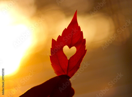 Fotografija Autumn red leaf with cut heart in a hand