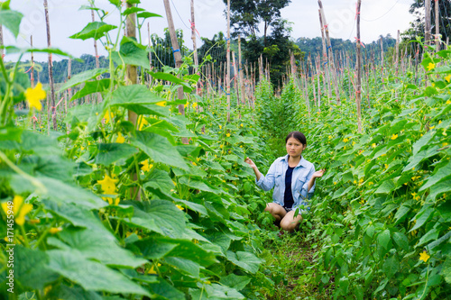 The girl walks to check the yield of cucumbers..In the melon garden