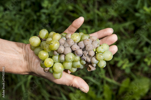 Photos Weintraube, Rotwein, Biowein, Biotrauben