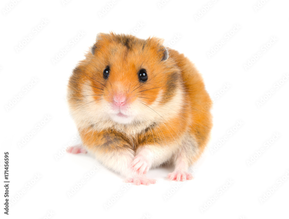 Scared Syrian hamster with a funny expression (isolated on white)