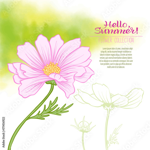 A cosmos flower on a green watercolor background.