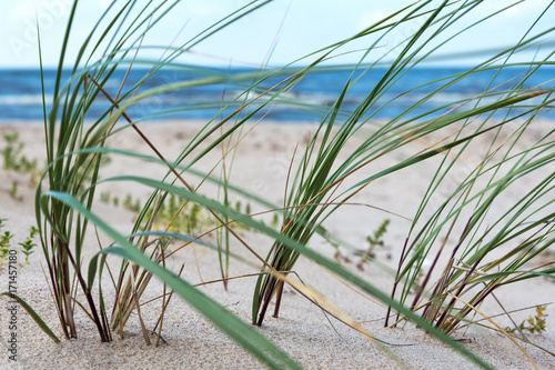 Grass on Baltic beach.