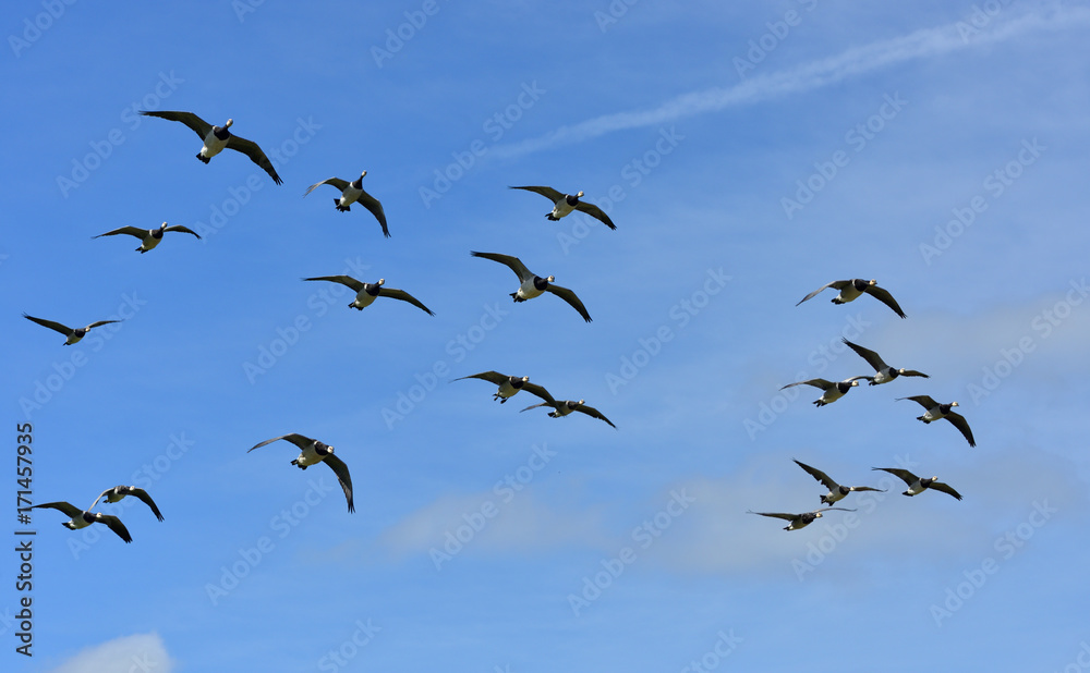 Barnacle Goose (Branta leucopsis) large flock in flight, Suomenlinna (Sveaborg)