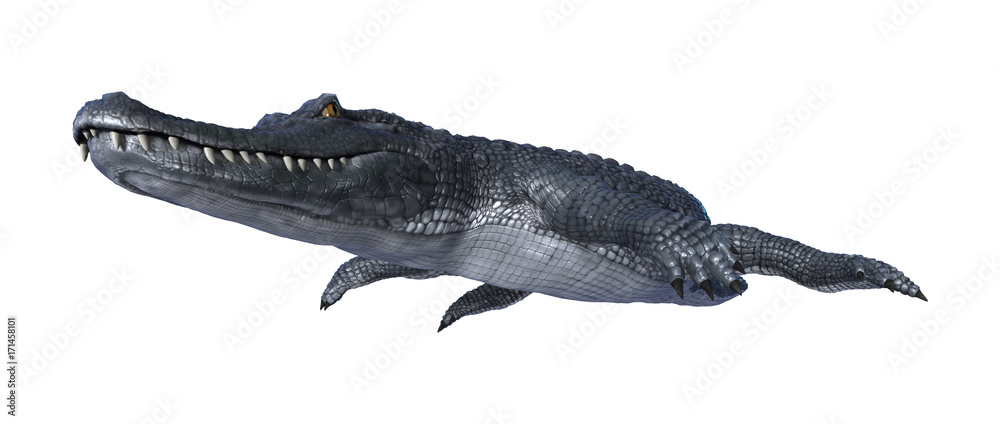 Fototapeta premium 3D Rendering Alligator Caiman on White