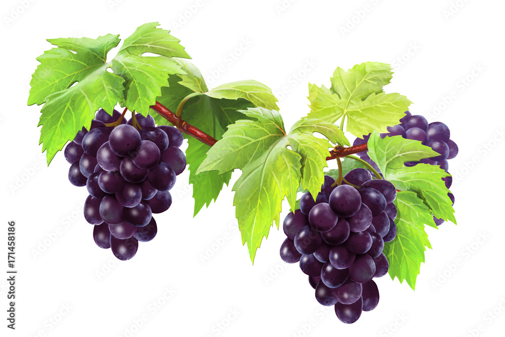 grapes on a branch, isolated on white grapes on a branch, isolated on white