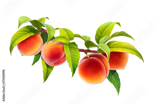 peach on a branch, isolated on white