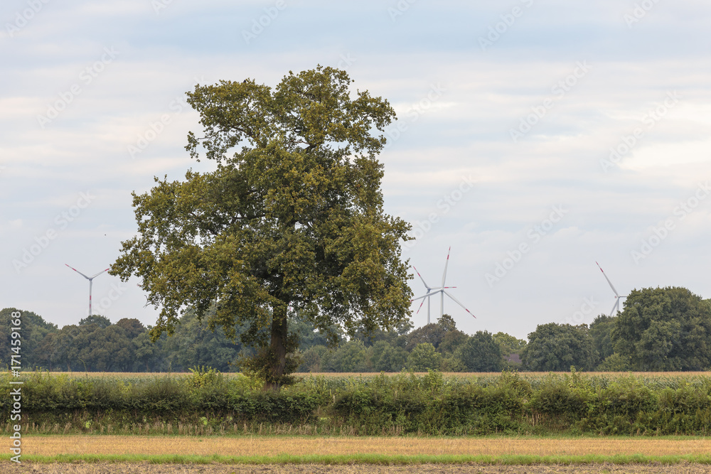 Naklejka premium Ritterhude Anfang September