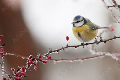  Blue Tit