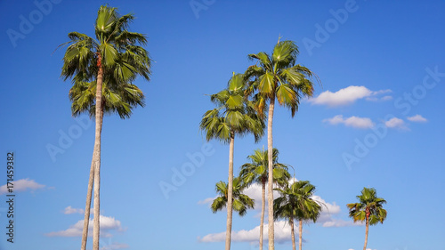 Florida Palm Trees Blowing in Wind Against Blue Sky