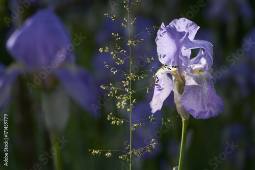 Fototapeta Naklejka Na Ścianę i Meble -  Schwertlilien (Gattung Iris) mit Rispengras im Abendlicht