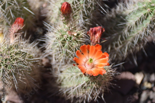 Barrel cactus with red flower
