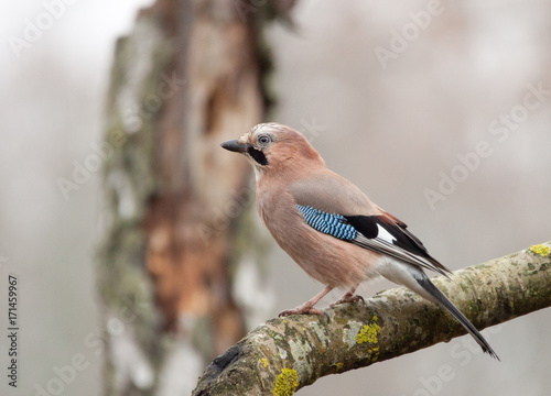 Eurasian Jay photo