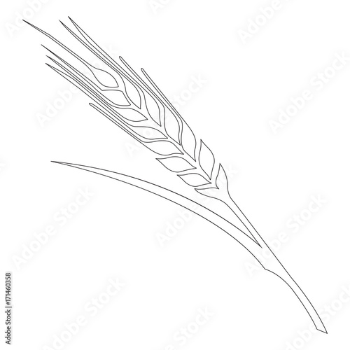 Vector image of a wheat spikelet