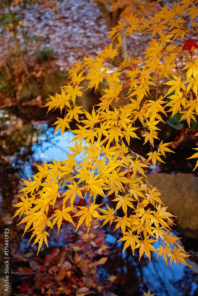 Red japanese maple leaves. Colorful Season. Japan. Red japanese maple leaves. Colorful Season. Japan.