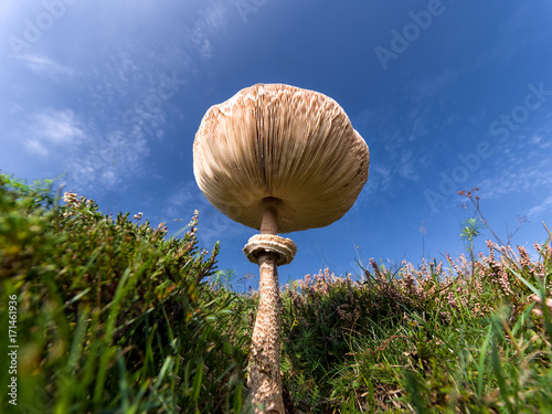 Parasolpilz in Trockenrasen mit Heidekraut im Kundinger Feld (Bayern) photo