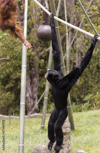 A Young Orangutan Reaches Out to a Siamang photo