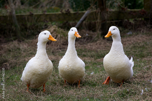 Three Ducks