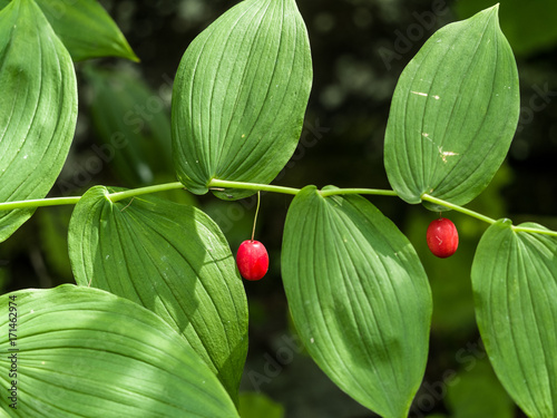 Knotenfuss mit reifer Beere photo