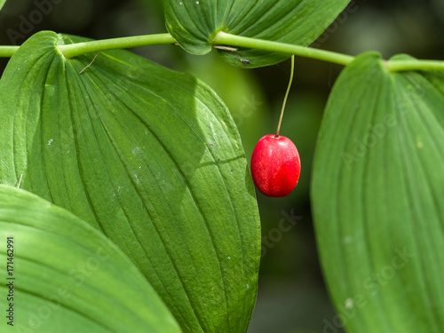 Knotenfuss mit reifer Beere photo