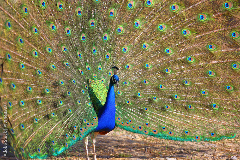 Obraz premium Peacock with Feathers Out