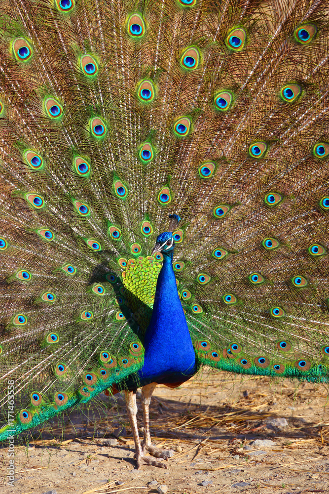 Obraz premium Peacock with Feathers Out