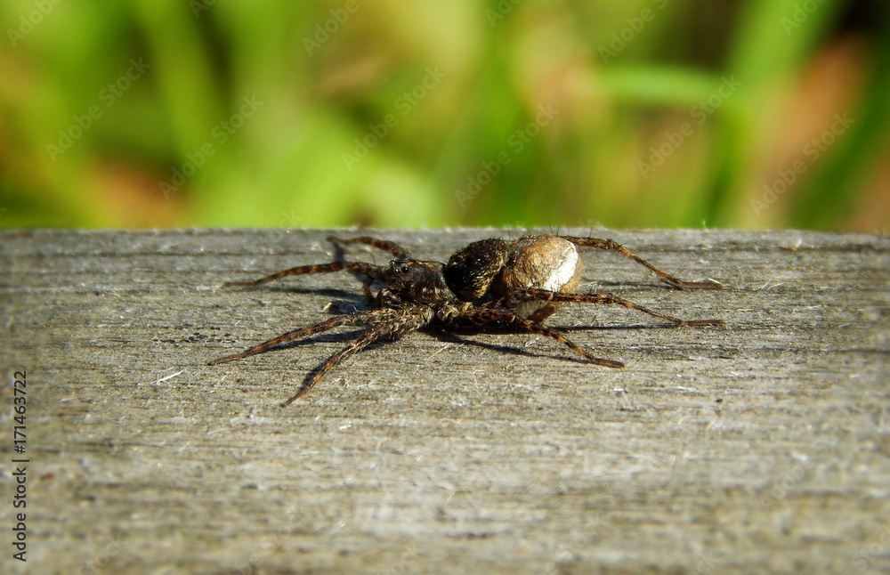 Brown Spider crawling along to gray wood. Spider closeup on background green grass. Brown Spider crawling along to gray wood. Spider closeup on background green grass.