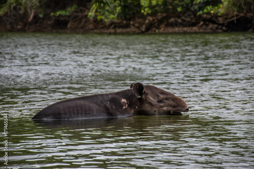 Wounded tapir taking a bath in Corcovado