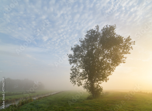 Tree in the mist in the Dutch countryside