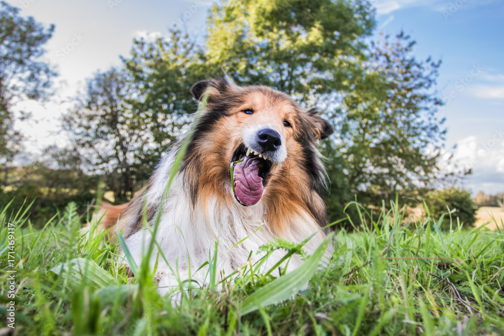 Gold rough collie eating grass, funny face Gold rough collie eating grass, funny face